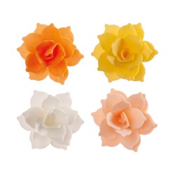 8 Flori de NUFAR TOMNATICE